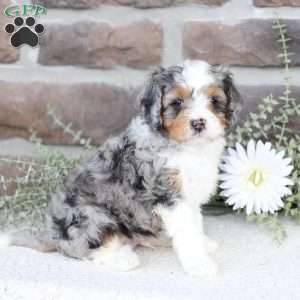 Baylor, Cavapoo Puppy